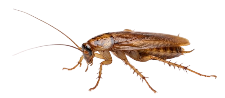 Insectos Rastreros